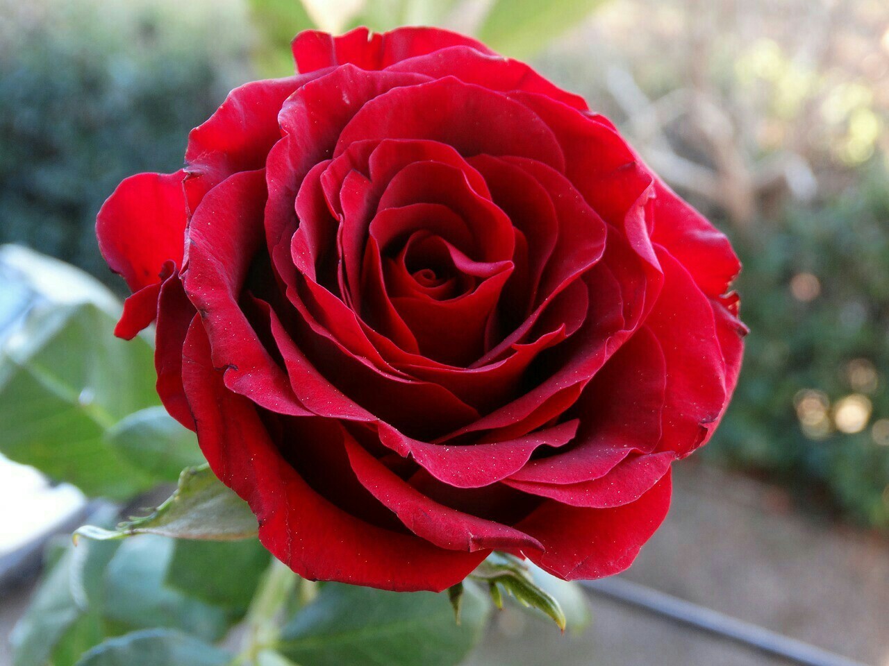 roses